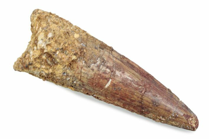 Fossil Spinosaurus Tooth - Real Dinosaur Tooth #370586